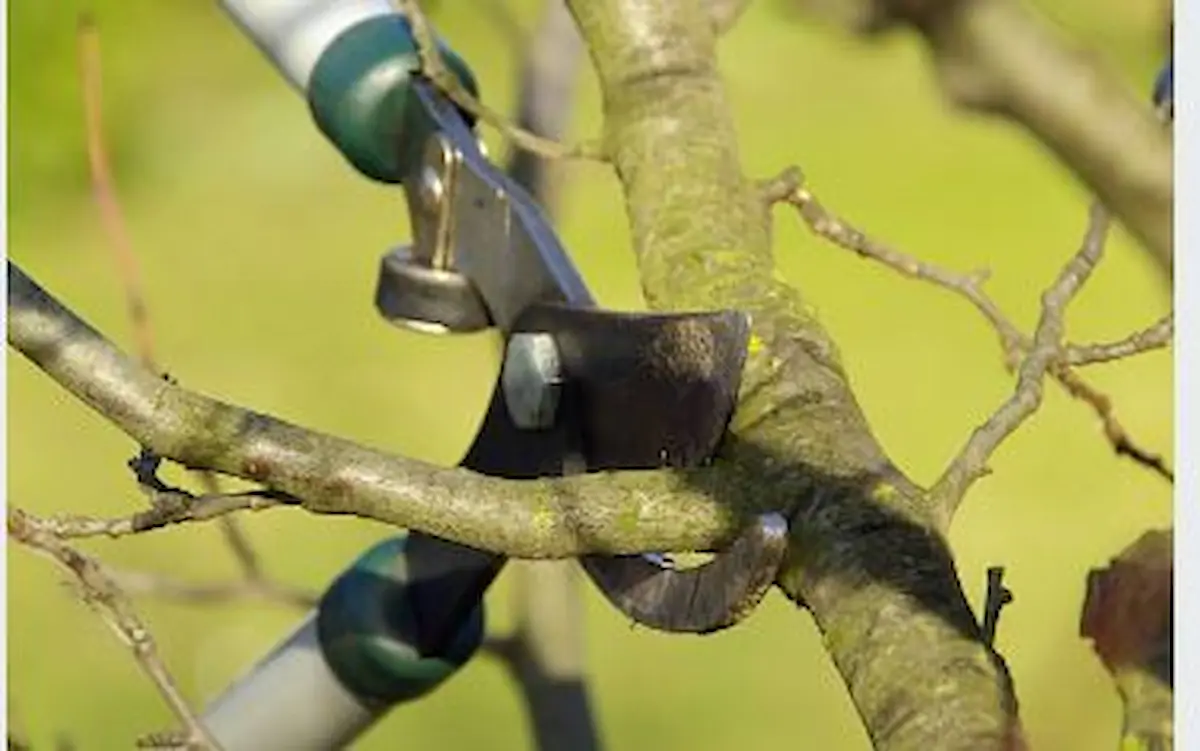 tree purning oakland urban tree care 2 1