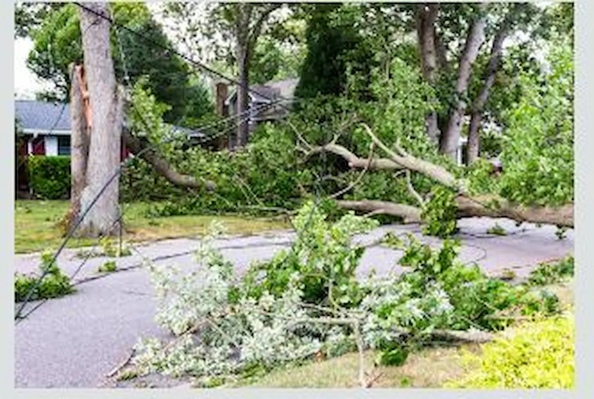 Emergency Tree Service Oakland Urban Tree Care (2) Emergency Tree Service Oakland Urban Tree Care (2)