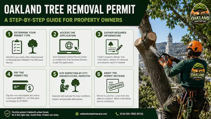 Oakland Tree Removal Permit: A Step-by-Step Guide 3 Step by step Oakland tree removal permit guide showing application process, permit fees, arborist inspection, and approval requirements for protected tree removal in Oakland CA.