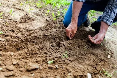 Tree Planting Urban Tree Care 2