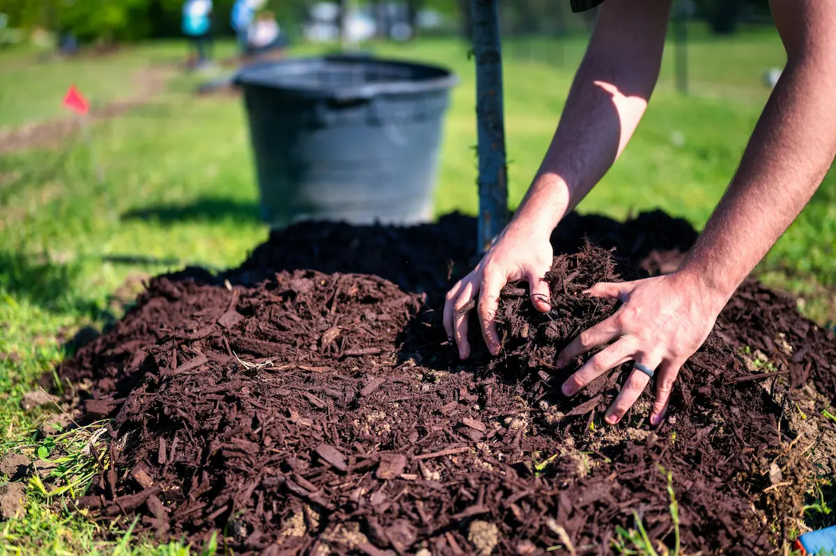 Tree Planting Urban Tree Care 3