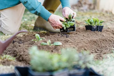 Tree Planting Urban Tree Care 4