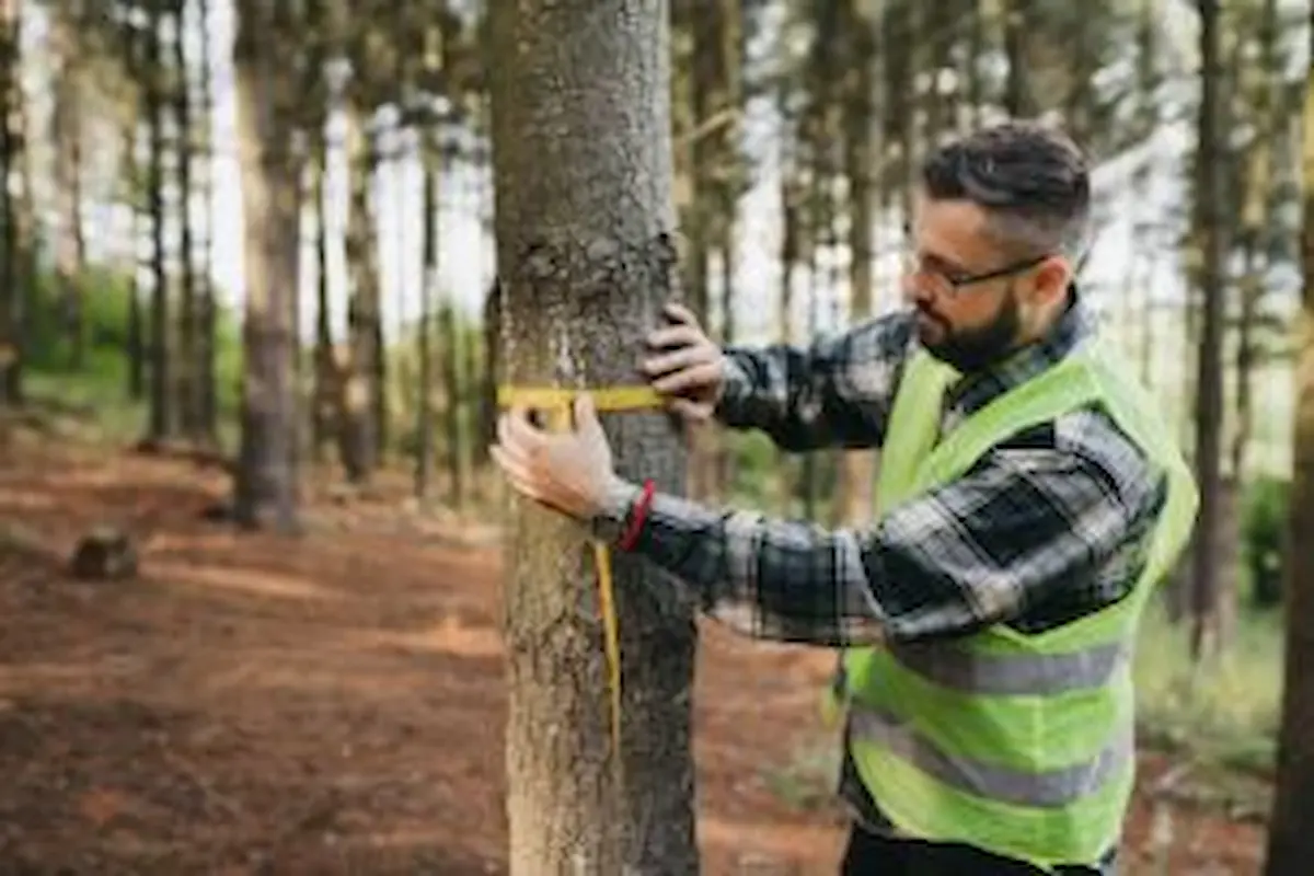 Tree health Assesmentt Oakland Urban Tree Care (3)