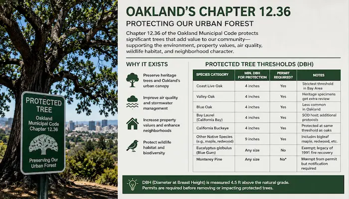Oakland's Protected Tree Ordinance (Chapter 12.36) Explained Simply 1 Infographic explaining Oakland’s Chapter 12.36 Protected Tree Ordinance, including DBH measurement standards, protected tree species, permit requirements, and urban tree preservation rules in Oakland, California