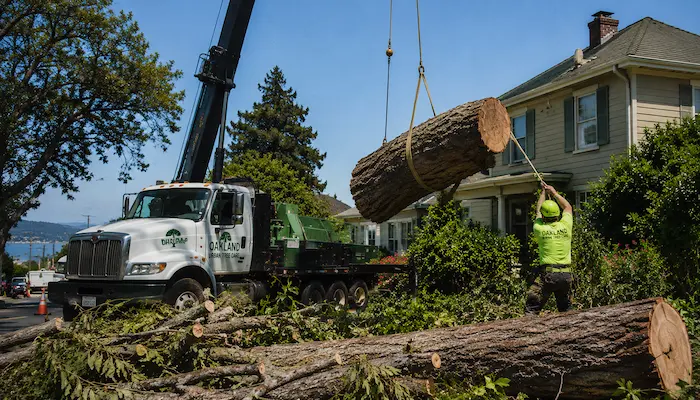 Large Tree Removal in Oakland: What Homeowners Need to Know 1 Professional tree crew performing sectional removal of a large eucalyptus tree in Oakland using advanced rigging and safety equipment near residential properties.