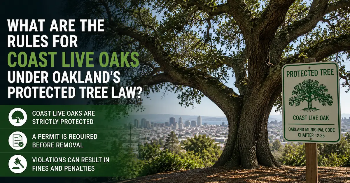 Coast live oak tree in Oakland with protected tree law information, permit requirement, and Chapter 12.36 compliance guidance.