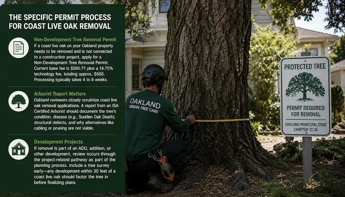 ISA Certified Arborist measuring a protected coast live oak tree beside an Oakland home for a Non Development Tree Removal Permit application.