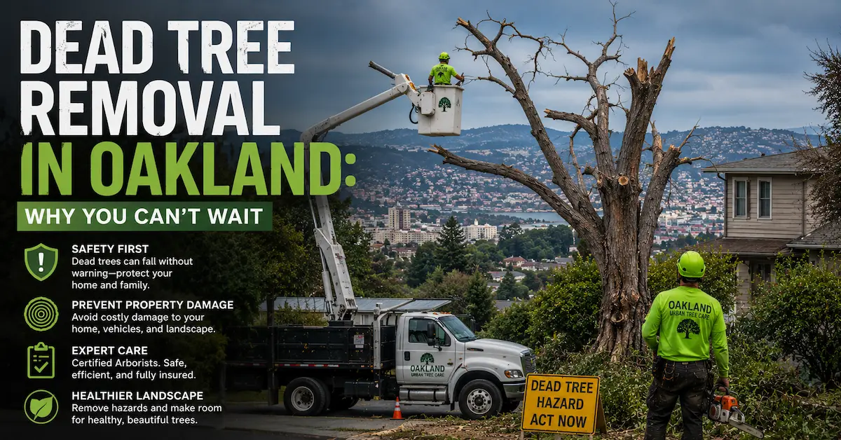 Dead tree removal in Oakland, CA, showing certified arborists using a bucket truck to safely remove a hazardous dead tree overlooking the Oakland Hills. Emergency tree removal service helps prevent property damage, injuries, and storm-related tree failures.