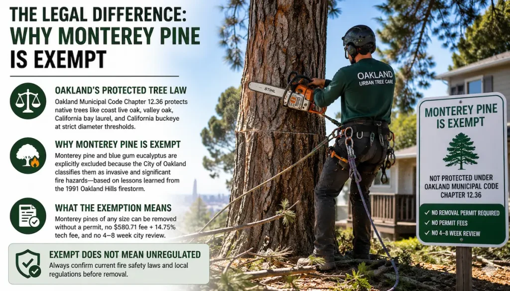 Licensed tree worker safely removing a Monterey pine in Oakland, California, with information explaining its exemption from Oakland Municipal Code Chapter 12.36.