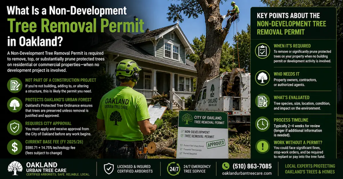 What Is a Non-Development Tree Removal Permit in Oakland? Oakland homeowner reviewing a tree removal permit application with an ISA Certified Arborist, showing protected tree regulations, permit requirements, and Oakland Chapter 12.36 compliance.
