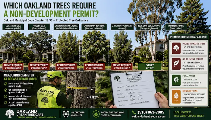 What Is a Non-Development Tree Removal Permit in Oakland? 1 ISA Certified Arborist measuring DBH on a protected oak tree in Oakland, California, demonstrating which tree species require a Non-Development Tree Removal Permit under Oakland Municipal Code Chapter 12.36.