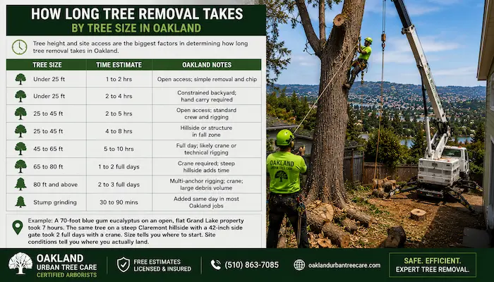 Oakland tree removal timeline chart showing estimated removal times for small, medium, and large trees, including constrained backyard removals, crane-assisted projects, and stump grinding services.