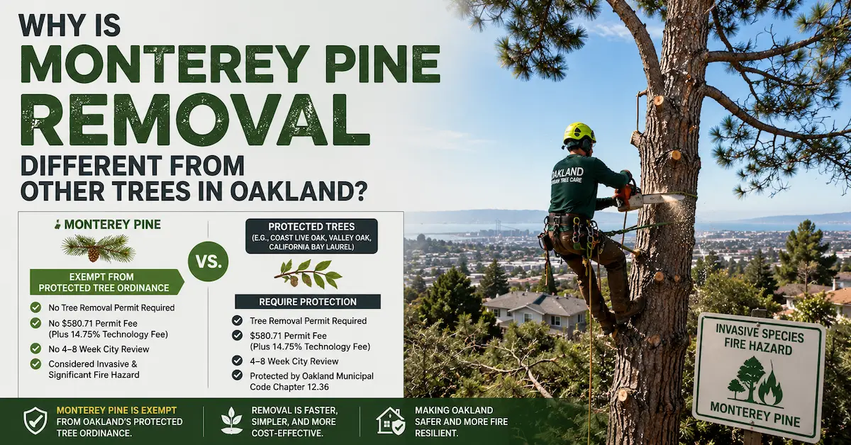 Professional arborist removing a Monterey pine in Oakland with a comparison of exempt Monterey pine removal and protected tree permit requirements.