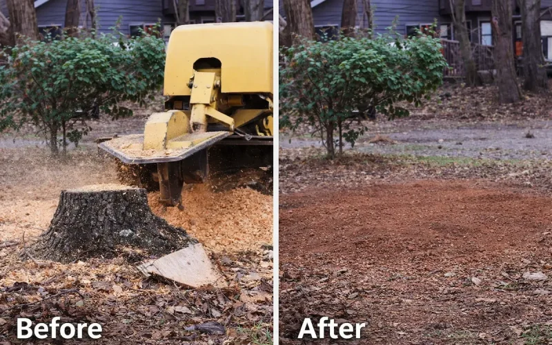 stump grinding before & after Oakland Urban T ree Care